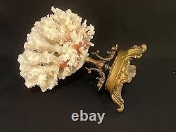 Ancien Corail blanc naturel sur socle en bronze XIXe cabinet de curiosités