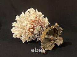 Ancien Corail blanc naturel sur socle en bronze XIXe cabinet de curiosités